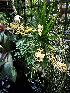  (Vanda testacea - ORDNA00243)  @11 [ ] Copyright (2019) Unspecified Atlanta Botanical Garden
