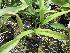  (Encyclia cordigera - ORDNA00871)  @11 [ ] Copyright (2019) Unspecified Atlanta Botanical Garden