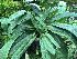  (Paphiopedilum concobellatulum - ORDNA00900)  @11 [ ] Copyright (2019) Unspecified Atlanta Botanical Garden