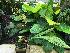  (Polycycnis muscifera - ORDNA00898)  @11 [ ] Copyright (2019) Unspecified Atlanta Botanical Garden