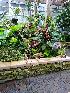  (Gongora nigrita - ORDNA00133)  @11 [ ] Copyright (2019) Unspecified Atlanta Botanical Garden