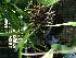 (Masdevallia polysticta - ORDNA00762)  @11 [ ] Copyright (2019) Unspecified Atlanta Botanical Garden