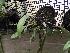  (Masdevallia angulata - ORDNA00773)  @11 [ ] Copyright (2019) Unspecified Atlanta Botanical Garden