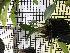  (Masdevallia dimorphotricha - ORDNA00783)  @11 [ ] Copyright (2019) Unspecified Atlanta Botanical Garden