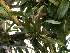  (Oncidium eliae - ORDNA00831)  @11 [ ] Copyright (2019) Unspecified Atlanta Botanical Garden