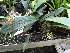  (Stenocoryne aureofulva - ORDNA00842)  @11 [ ] Copyright (2019) Unspecified Atlanta Botanical Garden