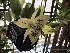  (Embreea rodigasiana - ORDNA00077)  @11 [ ] Copyright (2019) Unspecified Atlanta Botanical Garden