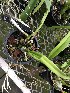  (Encyclia ceratistes - ORDNA00874)  @11 [ ] Copyright (2019) Unspecified Atlanta Botanical Garden