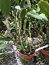  (Guarianthe aurantiaca - ORDNA00870)  @11 [ ] Copyright (2019) Unspecified Atlanta Botanical Garden