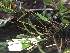  (Lepanthes biloba - ORDNA00804)  @11 [ ] Copyright (2019) Unspecified Atlanta Botanical Garden