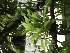  (Platystele viridis - ORDNA00822)  @11 [ ] Copyright (2019) Unspecified Atlanta Botanical Garden