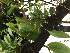  (Pleurothallis truncata - ORDNA00815)  @11 [ ] Copyright (2019) Unspecified Atlanta Botanical Garden