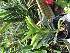  (Renanthera vietnamensis - ORDNA00837)  @11 [ ] Copyright (2019) Unspecified Atlanta Botanical Garden