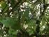  (Masdevallia strobelii - ORDNA00755)  @11 [ ] Copyright (2019) Unspecified Atlanta Botanical Garden