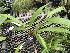  (Spathoglottis affinis - ORDNA00892)  @11 [ ] Copyright (2019) Unspecified Atlanta Botanical Garden