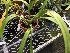  (Encyclia alata - ORDNA00877)  @11 [ ] Copyright (2019) Unspecified Atlanta Botanical Garden