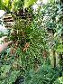  (Dendrochilum wenzelii - ORDNA00205)  @11 [ ] Copyright (2019) Unspecified Atlanta Botanical Garden
