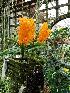  (Ascocentrum miniatum - ORDNA00245)  @11 [ ] Copyright (2019) Unspecified Atlanta Botanical Garden