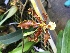  (Oncidium anthocrene - ORDNA00253)  @11 [ ] Copyright (2019) Unspecified Atlanta Botanical Garden