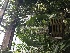  (Catasetum luridum - ORDNA00148)  @11 [ ] Copyright (2019) Unspecified Atlanta Botanical Garden