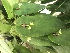  (Pleurothallis correllii - ORDNA00155)  @11 [ ] Copyright (2019) Unspecified Atlanta Botanical Garden