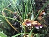  (Vanilla polylepis - ORDNA00219)  @11 [ ] Copyright (2019) Unspecified Atlanta Botanical Garden