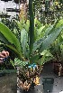  (Stanhopea annulata - ORDNA00198)  @11 [ ] Copyright (2019) Unspecified Atlanta Botanical Garden