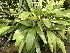  (Maxillaria sanderiana - ORDNA00226)  @11 [ ] Copyright (2019) Unspecified Atlanta Botanical Garden