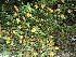  (Mediocalcar decoratum - ORDNA00195)  @11 [ ] Copyright (2019) Unspecified Atlanta Botanical Garden
