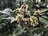  (Dendrobieae - ORDNA00151)  @11 [ ] Copyright (2019) Unspecified Atlanta Botanical Garden