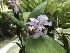  (Acacallis cyanea - ORDNA00159)  @11 [ ] Copyright (2019) Unspecified Atlanta Botanical Garden