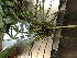  (Maxillaria meleagris - ORDNA00188)  @11 [ ] Copyright (2019) Unspecified Atlanta Botanical Garden