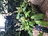  (Polystachya coriscensis - ORDNA00223)  @11 [ ] Copyright (2019) Unspecified Atlanta Botanical Garden