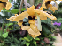  (Stanhopea anfracta - ORDNA00134)  @11 [ ] Copyright (2019) Unspecified Atlanta Botanical Garden