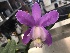  (Cattleya harrisoniana - ORDNA00158)  @11 [ ] Copyright (2019) Unspecified Atlanta Botanical Garden