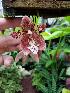  (Houlletia tigrina - ORDNA00230)  @11 [ ] Copyright (2019) Unspecified Atlanta Botanical Garden