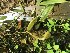  (Bulbophyllum scaberulum - ORDNA00555)  @11 [ ] Copyright (2019) Unspecified Atlanta Botanical Garden