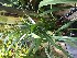  (Cymbidium ensifolium - ORDNA00571)  @11 [ ] Copyright (2019) Unspecified Atlanta Botanical Garden
