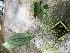  (Stanhopea platyceras - ORDNA00601)  @11 [ ] Copyright (2019) Unspecified Atlanta Botanical Garden