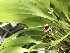  (Scaphosepalum swertiifolium - ORDNA00168)  @11 [ ] Copyright (2019) Unspecified Atlanta Botanical Garden