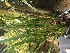  (Cymbidium atropurpureum - ORDNA00570)  @11 [ ] Copyright (2019) Unspecified Atlanta Botanical Garden