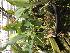  (Stanhopea saccata - ORDNA00600)  @11 [ ] Copyright (2019) Unspecified Atlanta Botanical Garden