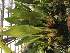  (Acineta beyrodtiana - ORDNA00635)  @11 [ ] Copyright (2019) Unspecified Atlanta Botanical Garden