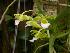  (Christensonia vietnamica - ORDNA00644)  @11 [ ] Copyright (2019) Unspecified Atlanta Botanical Garden