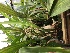  (Coelogyne mayeriana - ORDNA00339)  @11 [ ] Copyright (2019) Unspecified Atlanta Botanical Garden