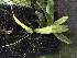  (Robiquetia spathulata - ORDNA00643)  @11 [ ] Copyright (2019) Unspecified Atlanta Botanical Garden