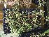  (Bulbophyllum alagense - ORDNA00552)  @11 [ ] Copyright (2019) Unspecified Atlanta Botanical Garden