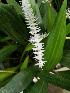  (Dendrochilum latifolium - ORDNA00560)  @11 [ ] Copyright (2019) Unspecified Atlanta Botanical Garden