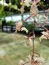  (Gongora portentosa - ORDNA00587)  @11 [ ] Copyright (2019) Unspecified Atlanta Botanical Garden