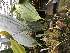  (Stanhopea dodsoniana - ORDNA00597)  @11 [ ] Copyright (2019) Unspecified Atlanta Botanical Garden